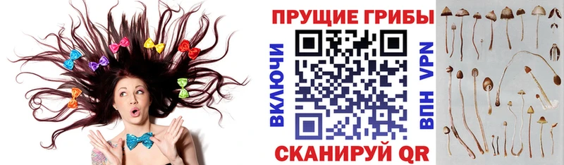 Галлюциногенные грибы MAGIC MUSHROOMS  mega онион  Новосибирск  наркота 