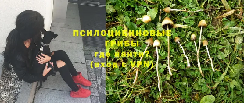 Галлюциногенные грибы MAGIC MUSHROOMS  Новосибирск 